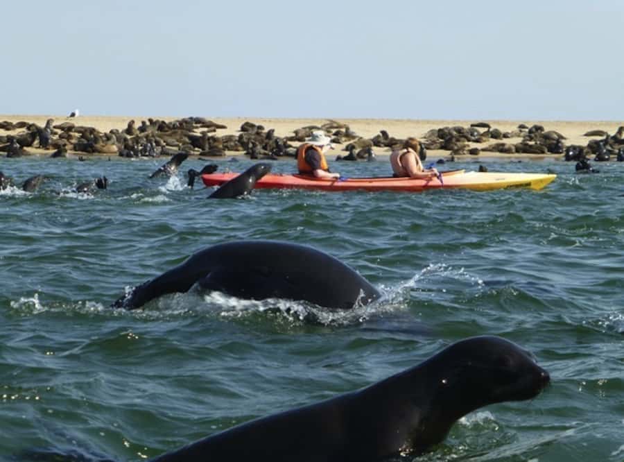 Walvis Bay: Pelican Point Kayaking Tour - Is $76 a fair price?