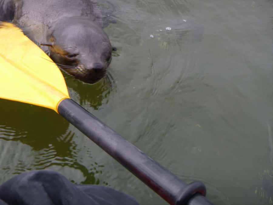 Walvis Bay: Pelican Point Kayaking Tour - What to pack for Pelican Point
