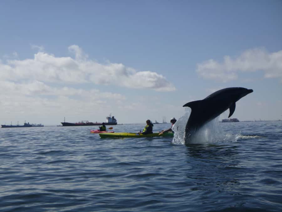 Walvis Bay: Pelican Point Kayaking Tour - Who will enjoy this tour most?