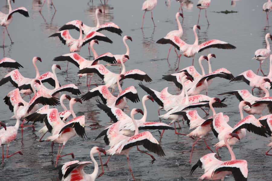 Walvis Bay: Pelican Point Seal and Sandwich Harbour Tour - Key points at a glance