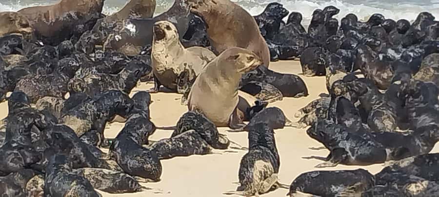 Walvis Bay: Pelican Point Seal and Sandwich Harbour Tour - Is $193 a fair price?