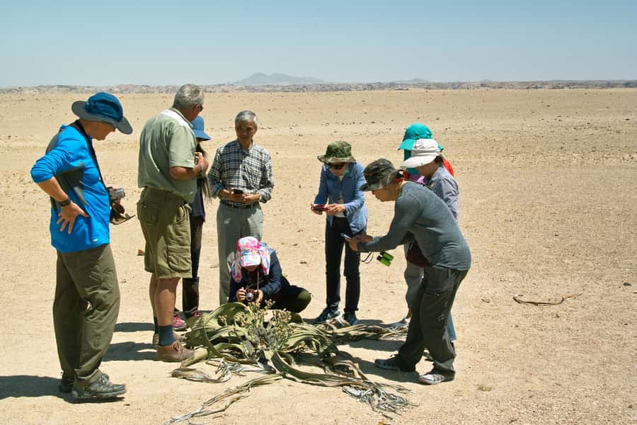 Walvis Bay Shore Excursion: Flamingos, Dune 7, Swakopmund - Lunch at Goanikontes Oasis