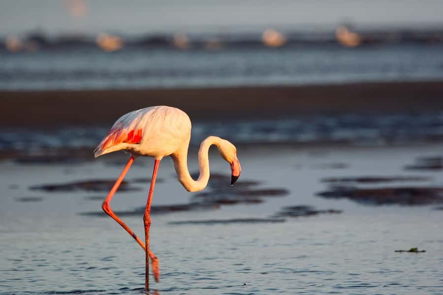 Walvis Bay Shore Excursion: Flamingos, Dune 7, Swakopmund - Is the $200 Price Good Value?