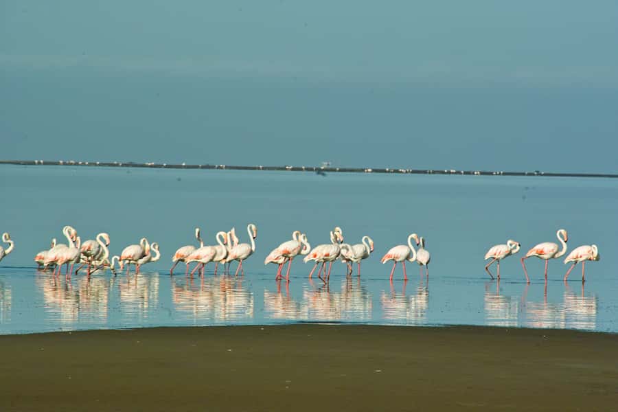 Walvis Bay Shore Excursion: Flamingos, Dune 7, Swakopmund - What to Bring and What to Leave Behind