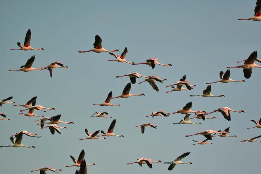 Walvis Bay Shore Excursion: Flamingos, Dune 7, Swakopmund - Who Should Book This Walvis Bay Excursion?