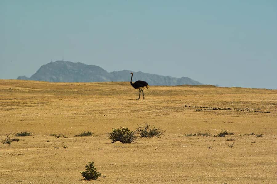 Walvis Bay Shore Excursion: Flamingos, Dune 7, Swakopmund - Welwitschia Mirabilis and the Moon Landscape