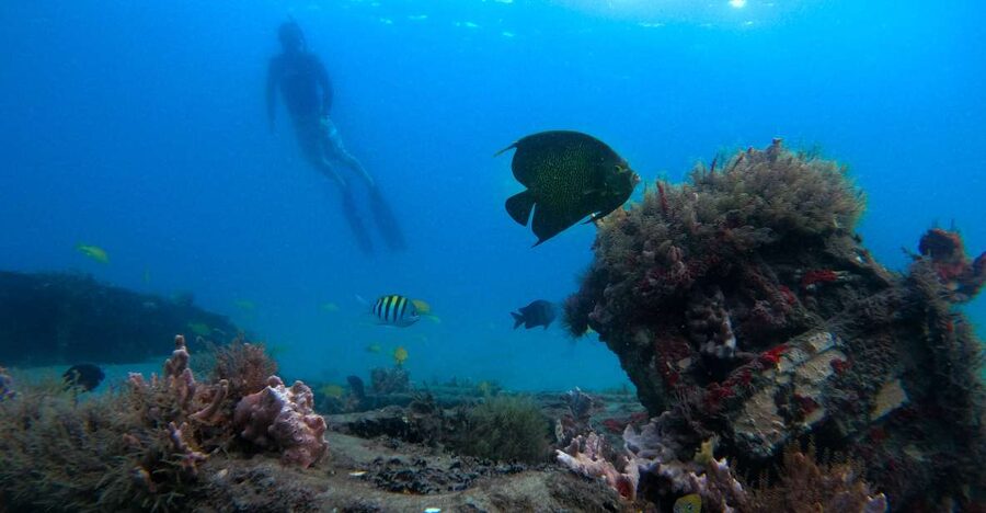 West Palm Beach: Blue Heron Bridge Guided Snorkeling Tour - Why Blue Heron Bridge works so well for beginners