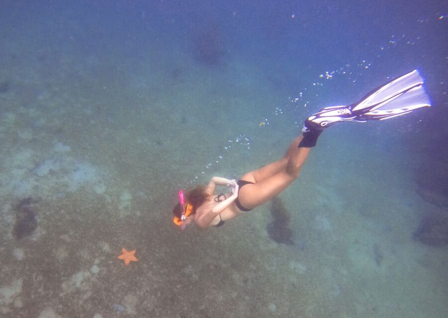 West Palm Beach: Blue Heron Bridge Guided Snorkeling Tour - What you will see along the underwater trail