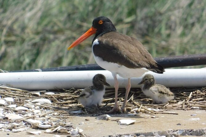 Wetlands Safari Eco-Cruise in Cape May (Osprey Birding By Boat) - Key points at a glance