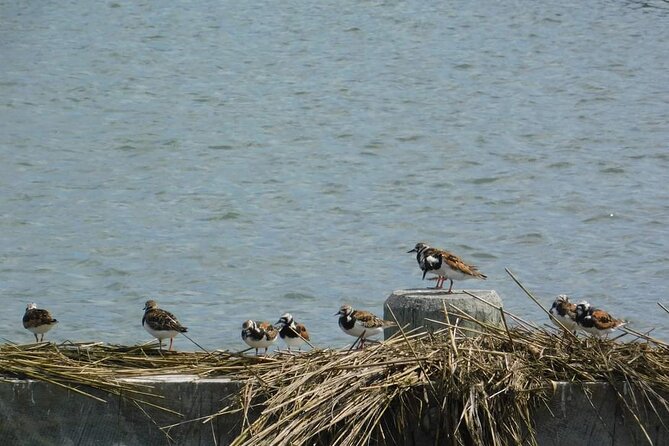 Wetlands Safari Eco-Cruise in Cape May (Osprey Birding By Boat) - Entering the Cape May salt marsh