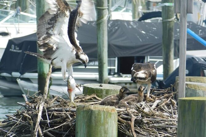 Wetlands Safari Eco-Cruise in Cape May (Osprey Birding By Boat) - The crew makes the difference