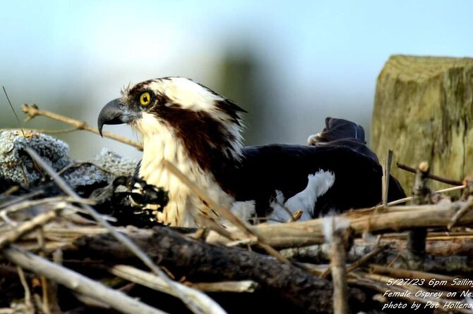 Wetlands Safari Eco-Cruise in Cape May (Osprey Birding By Boat) - When the $38 price makes sense