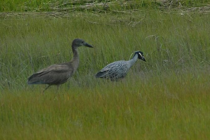Wetlands Safari Eco-Cruise in Cape May (Osprey Birding By Boat) - Birds, turtles, and the search for hidden movement