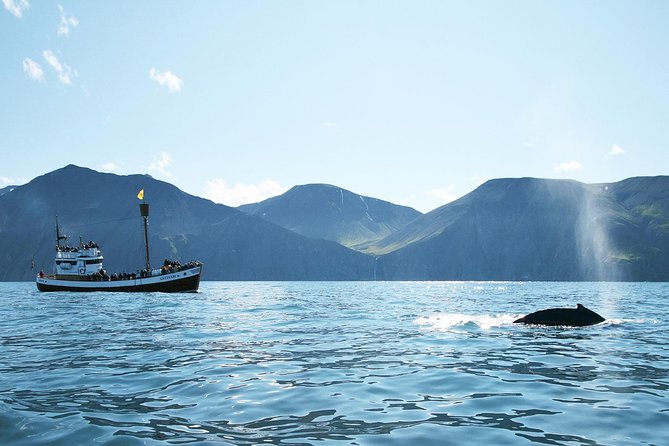 Whale and Puffin Watching around Skjálfandi Bay from Husavik - Key points before you book