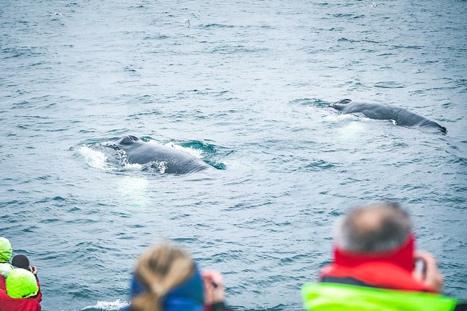 Whale and Puffin Watching around Skjálfandi Bay from Husavik - Setting out from Húsavík into Skjálfandi Bay
