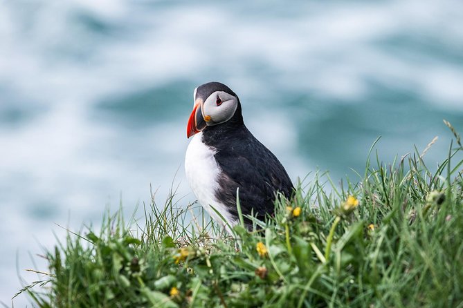 Whale and Puffin Watching around Skjálfandi Bay from Husavik - Warm overalls, hot chocolate, and cinnamon buns