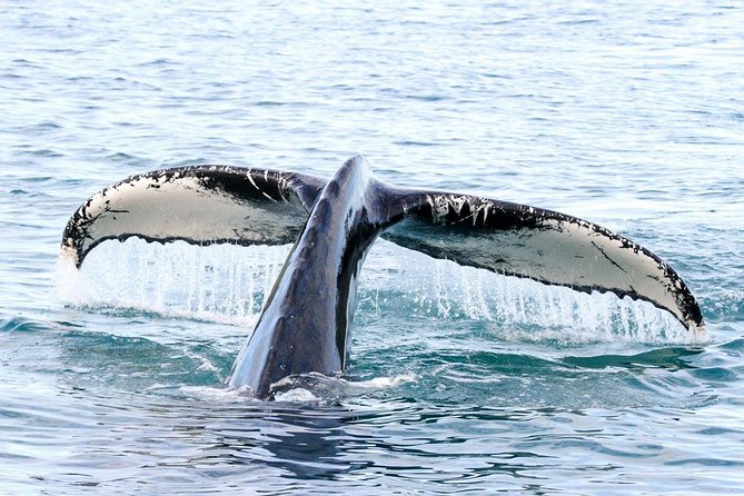 Whale and Puffin Watching around Skjálfandi Bay from Husavik - How weather can change the plan