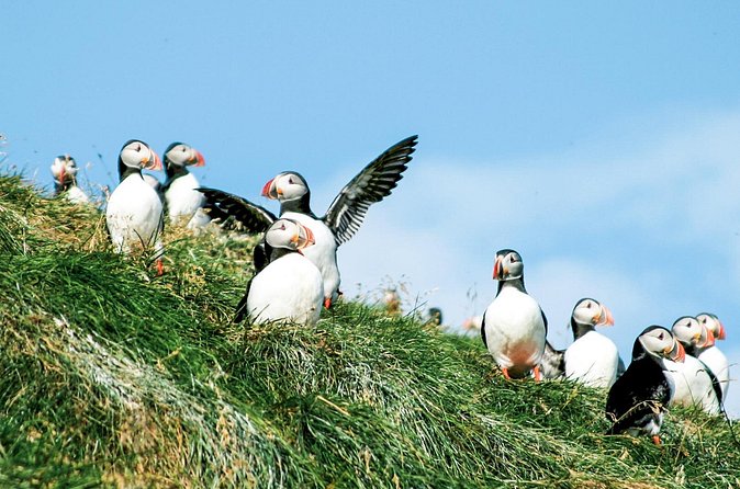 Whale and Puffin Watching around Skjálfandi Bay from Husavik - What the $139 price includes