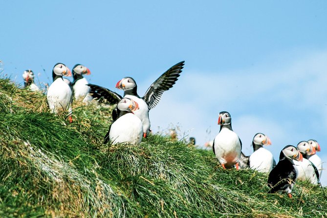 Whale and Puffin Watching around Skjálfandi Bay from Husavik - Who will enjoy this cruise most