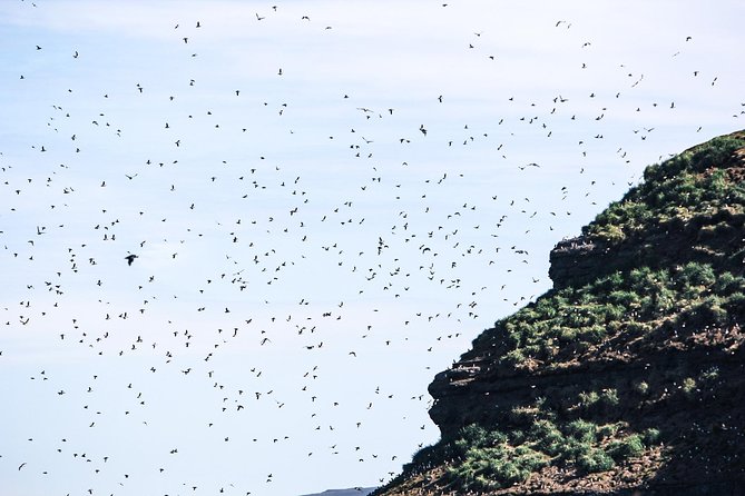 Whale and Puffin Watching around Skjálfandi Bay from Husavik - Booking advice and cancellation terms