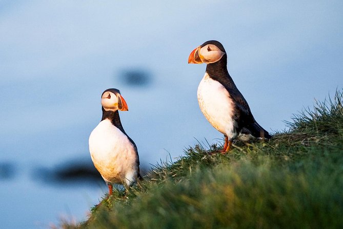Whale and Puffin Watching around Skjálfandi Bay from Husavik - Puffin Island and the summer nesting season