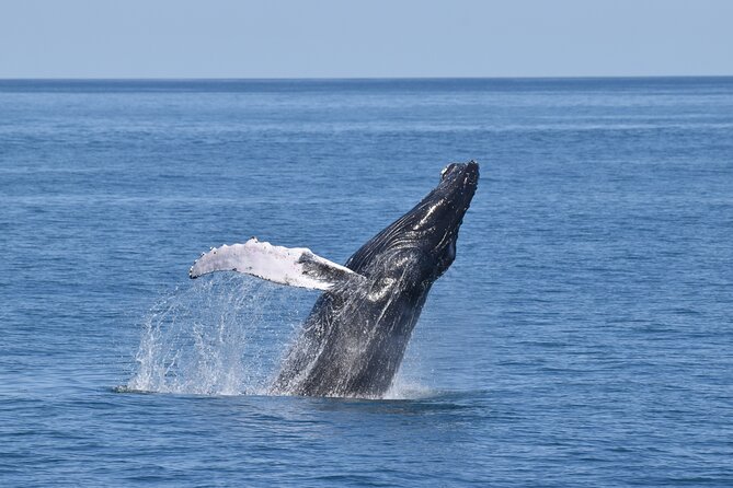 Whale Dolphin and Bird Watching Ecotour Cruise - Key points for your Cape May wildlife cruise