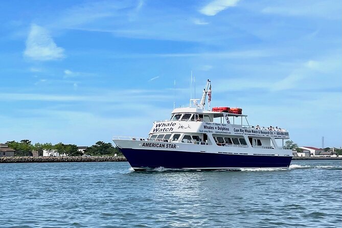 Whale Dolphin and Bird Watching Ecotour Cruise - Dolphins, whales, and the honest wildlife gamble