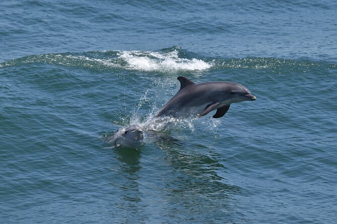 Whale Dolphin and Bird Watching Ecotour Cruise - Marine biologists turn waiting time into learning