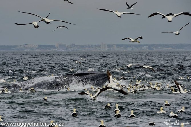 Whale, Dolphin & Penguin Island Cruise - Setting out from Port Elizabeth at 8am
