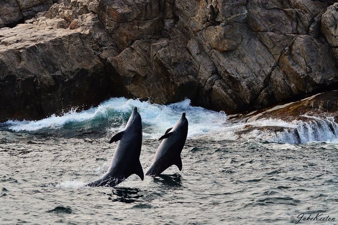 Whale, Dolphin & Penguin Island Cruise - Dolphins close to the bow