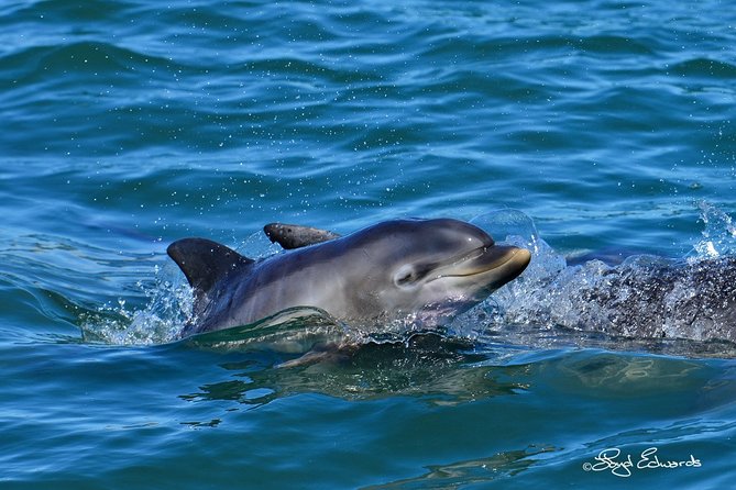 Whale, Dolphin & Penguin Island Cruise - St. Croix Island and its endangered penguins