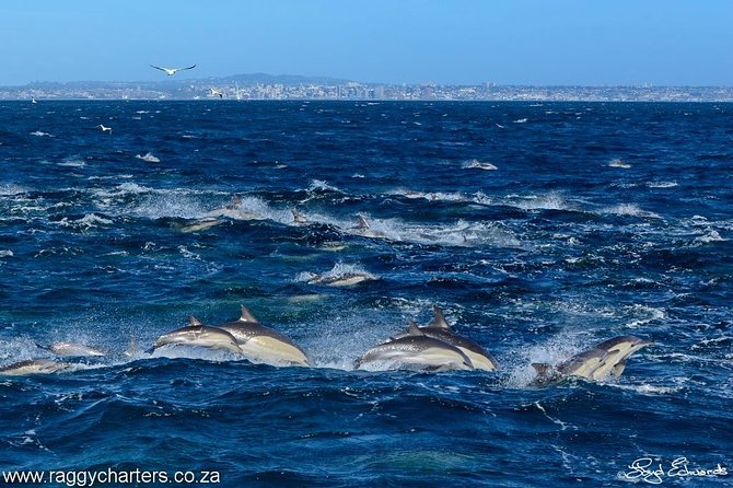 Whale, Dolphin & Penguin Island Cruise - What the small group and slow pace mean