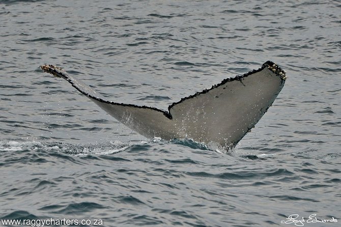 Whale, Dolphin & Penguin Island Cruise - Practical details before you book