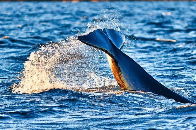 Whale safari with Puffins and Muffins (Andøy, Vesterålen) - What the 3.5-hour outing feels like