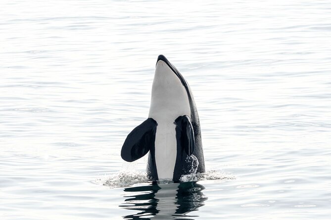 Whale safari with Puffins and Muffins (Andøy, Vesterålen) - Searching Bleik Canyon for whales and puffins