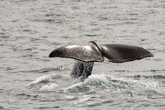 Whale safari with Puffins and Muffins (Andøy, Vesterålen) - Is $205.13 a fair price?