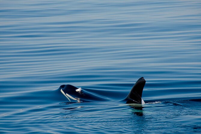 Whale safari with Puffins and Muffins (Andøy, Vesterålen) - Fitness, comfort, and weather concerns