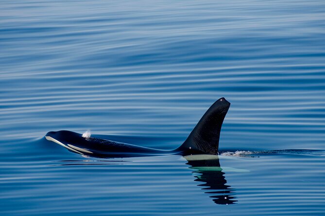 Whale safari with Puffins and Muffins (Andøy, Vesterålen) - Who should book this Bleik wildlife outing?