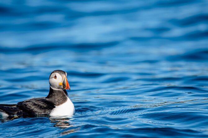 Whale safari with Puffins and Muffins (Andøy, Vesterålen) - Why the small boat changes the experience