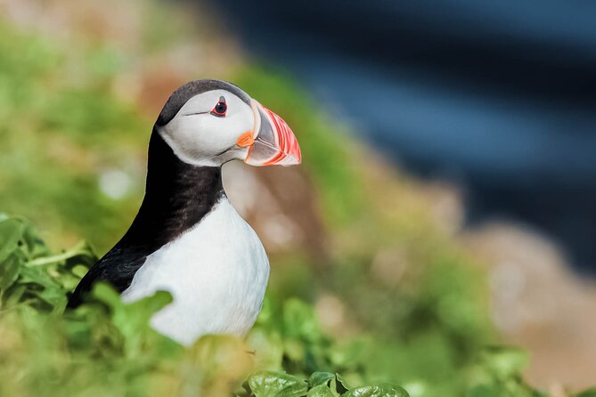 Whales and Puffins Tour from Husavik - Key things to know before sailing