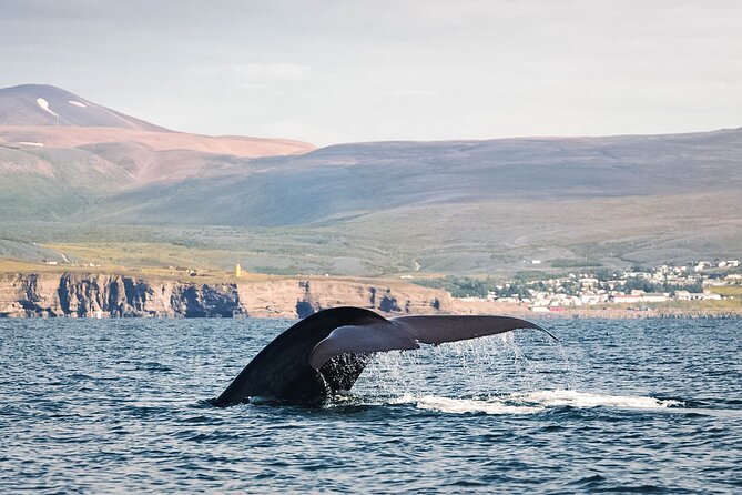 Whales and Puffins Tour from Husavik - What the crew adds to the experience