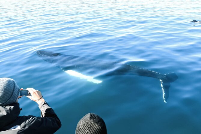 Whales and Puffins Tour from Husavik - Staying warm on a North Iceland boat