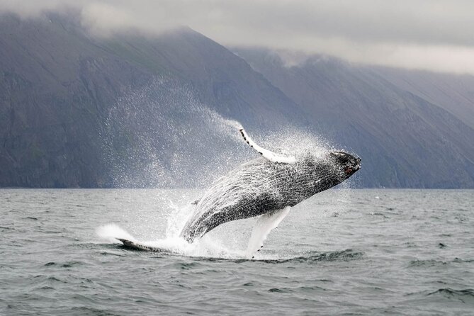 Whales and Puffins Tour from Husavik - How the 3.5-hour length affects value