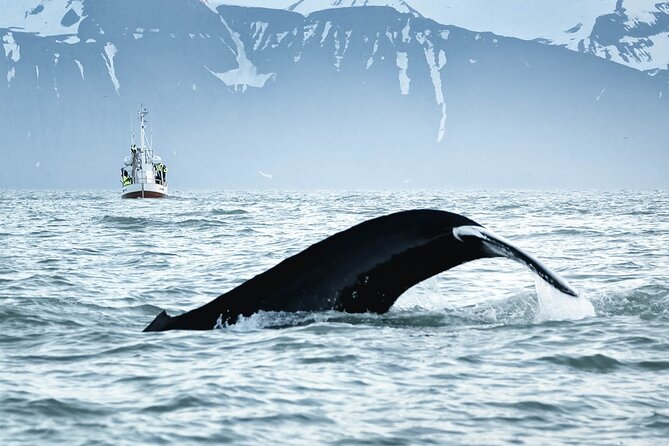 Whales and Puffins Tour from Husavik - Weather cancellations and sensible planning