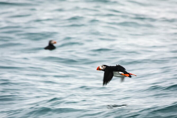 Whales and Puffins Tour from Husavik - Who will enjoy this boat trip most