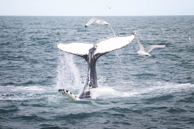 Whales and Puffins Tour from Husavik - Searching Skjálfandi Bay for whales and dolphins