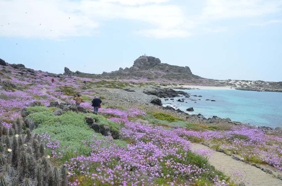 Whales & Humboldt Penguins: Chañaral or Damas island hiking - From La Serena to the edge of the Atacama