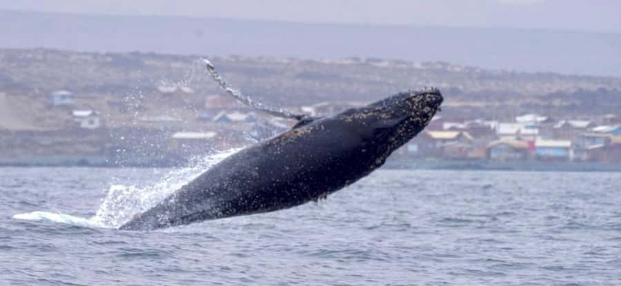 Whales & Humboldt Penguins: Chañaral or Damas island hiking - La Higuera and Quebrada de los Choros