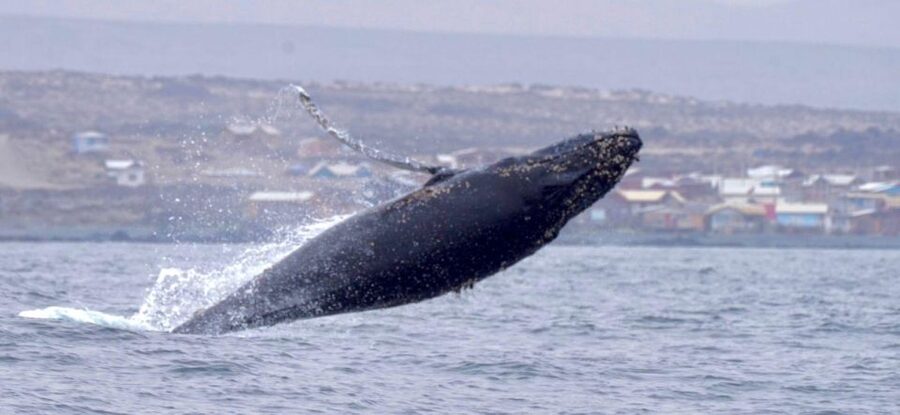 Whales & Humboldt Penguins: Chañaral or Damas island hiking - Punta de Choros, where the sea portion begins