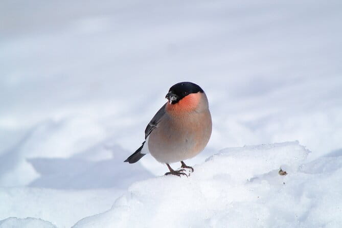 Wild Bird Sanctuary Forest Guided Tour in Nagano - Weather Changes the Experience